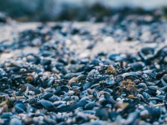 Why are mussels losing their grip?